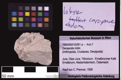 Foto (Objekt + Etiketten) von Decapoda indet. (NHMW-GEO-1990-0041-0281a)